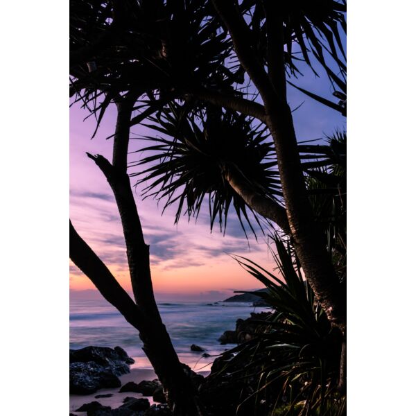 Pandanus Sunrise Thumbnail